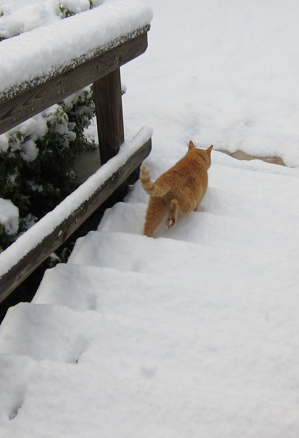 cat peeing at bottom of stairs preggo play pussy gif